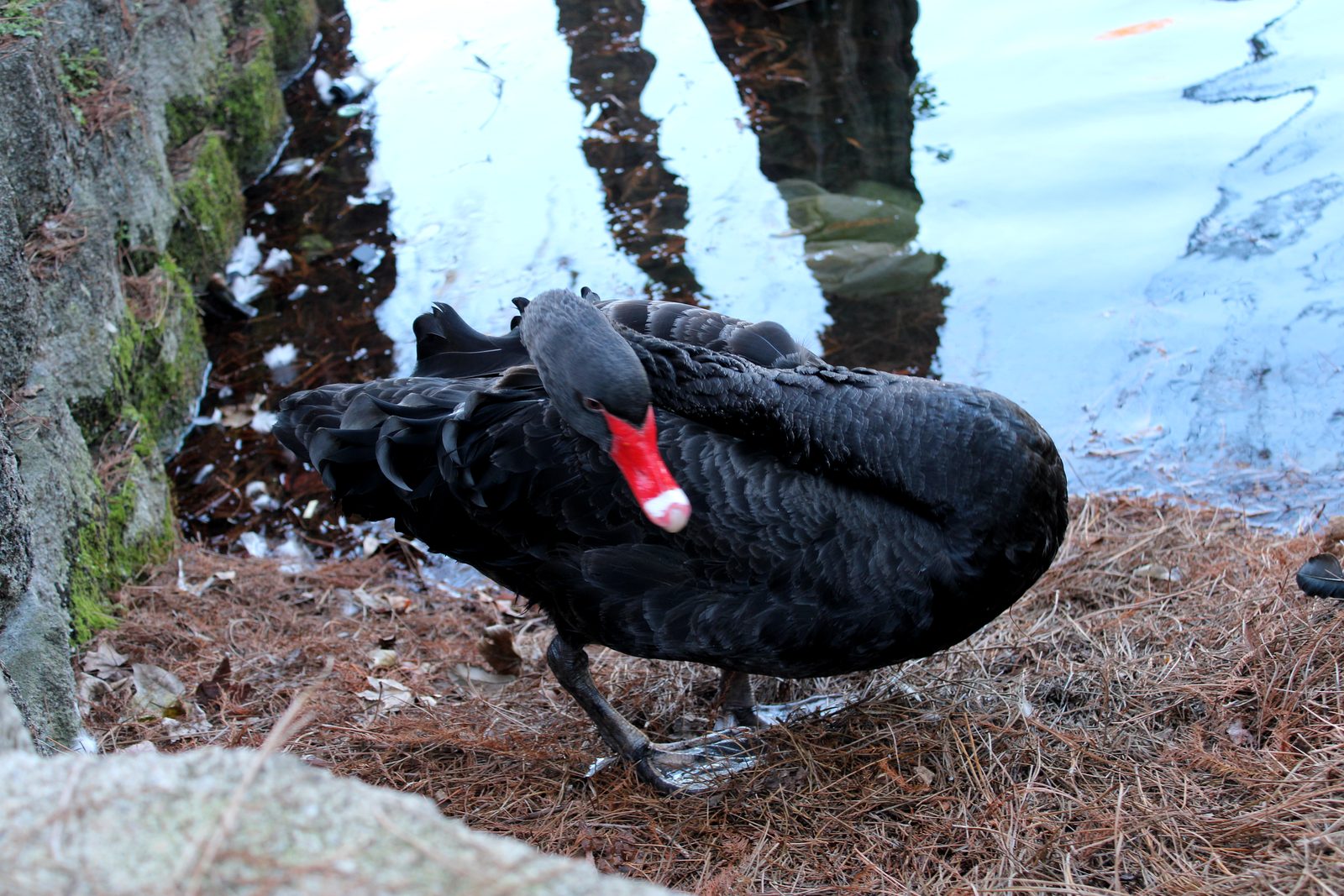Black swan with a red beak resting at the edge of a Central Florida lake